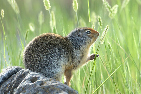 Columbian ground squirrel grabs a grass stalk.