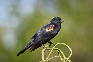 Obraz premium Pretty red winged blackbird on a plant.