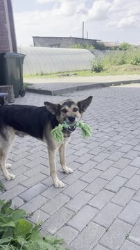 A dog stands on the pavement holding a green toy in its mouth while enjoying the warm weather. The area is open with some grass and trees nearby.