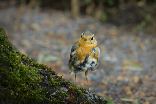 A cute young European robin in molt looks directly into the camera. It stands next to a mossy tree trunk in a shady garden or woodland setting