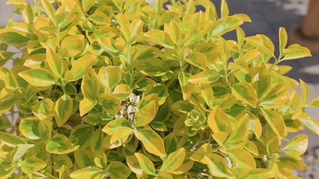 golden green shrub leaves close up for garden background with ornamental hedge and fresh foliage