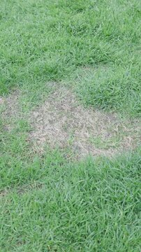 patchy lawn grass top view for landscaping background with uneven green turf and worn surface
