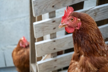 Profile portrait of a domestic brown hen by a wooden fence on a rural farm © Margarita