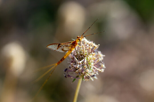 Mayfly insect perched on a dry wildflower in summer