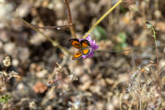 Wall brown butterfly Lasiommata megera sitting with open wings on a purple wildflower