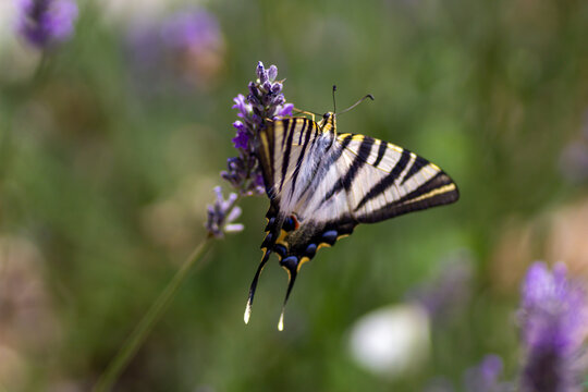 Rear view of a scarce swallowtail butterfly feeding on lavender flowers