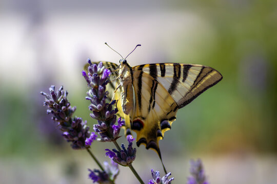Iphiclides podalirius butterfly collecting pollen on purple lavender with open wings