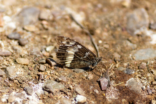 Aulocera circe butterfly camouflaged on dry rocky dirt road
