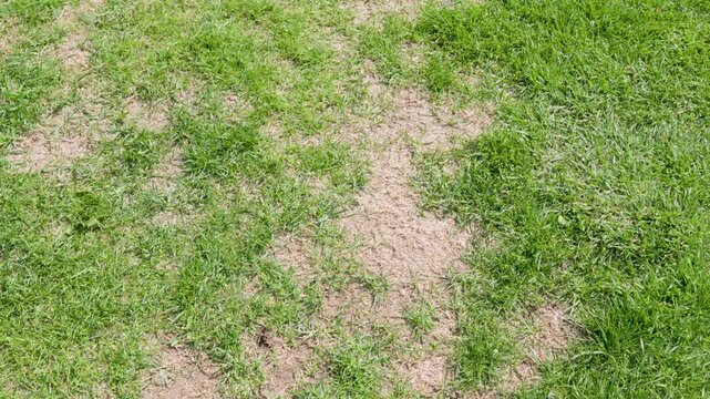 dry patchy lawn top view for damaged grass background with unhealthy turf and drought stress