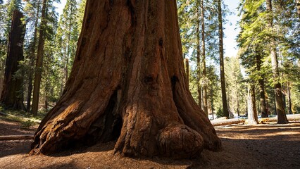 Obraz premium Massive Base of a Giant Sequoia Tree in Sequoia National Park, California
