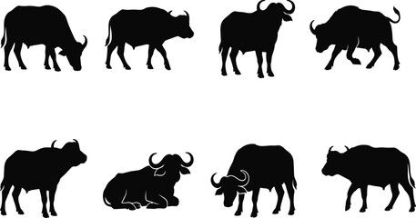 Obraz premium African Buffalo Silhouette Set with Standing Walking Grazing and Resting Wildlife Animal Collection