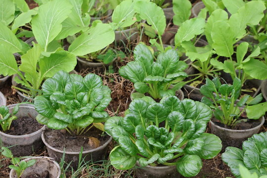 Fresh mustard greens thriving beautifully inside a simple pot under natural daylight conditions.
