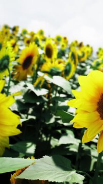 A field filled with sunflowers grows under a clear blue sky. The flowers face the sun and create a vibrant landscape. Green leaves surround the tall yellow blooms.