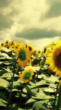 Sunflowers stand tall in a green field as clouds drift above. The plants reach towards the sky, displaying bright yellow petals and dark centers.