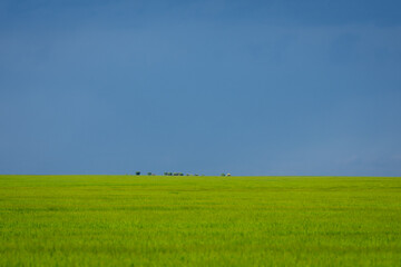 Fototapeta premium Storm clouds gathering over a wide green field, creating a dramatic natural landscape