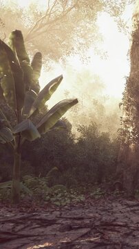 Morning light shines through dense leaves in a jungle. Green plants surround the area, creating a natural setting. The scene shows a mix of light and shadow on the ground.