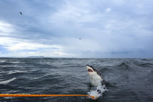 Great white shark breaches water by diving cage