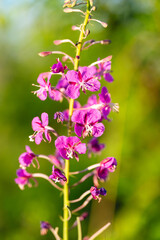 Obraz premium Bright magenta wildflower blossoms with delicate stamens against a soft sunlit green background