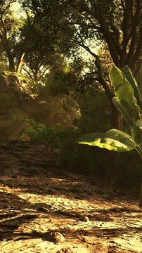 In a vibrant forest, sunlight filters through the trees, highlighting banana plants on the ground. Surrounding foliage adds to the natural environment, creating a rich scene of greenery.