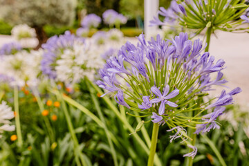 Fototapeta premium Purple agapanthus praecox flower head blooming in a residential garden with soft urban background.