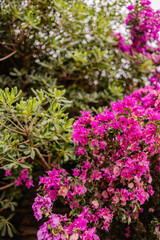 Obraz premium Magenta bougainvillea bracts blooming on tropical ornamental vine with soft bokeh.