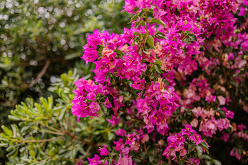 Obraz premium Magenta bougainvillea bracts blooming on tropical ornamental vine with soft bokeh.