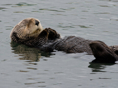 Sea otter floating on calm water with paws raised, detailed wildlife portrait of marine mammal resting in natural coastal habitat