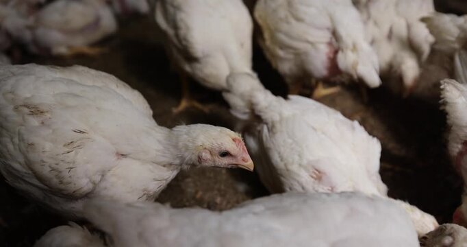 a large number of large fat broiler chickens that are raised in a rural poultry farm, some of the large fat chickens without feathers, meat breed chickens, poultry meat