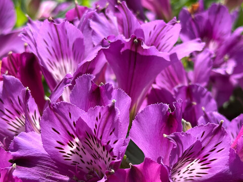 Peruvian Lily or Lily of the Incas (Alstroemeria)