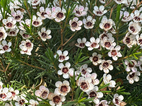 Flowering shrub Geraldton Wax (Chamelaucium uncinatum)