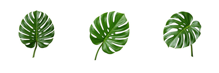 Set of single tropical green monstera leaf isolated on transparent background png for exotic summer floral botanical design © Stock C