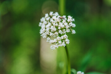 Fototapeta premium blooming Valeriana officinalis. common valerian flowers growing outdoors with soft natural bokeh.
