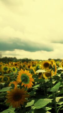 A field filled with sunflowers stretches across the landscape. The flowers turn towards the sky under gray clouds. The sun is low, casting soft light over the scene.