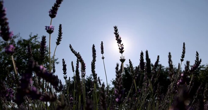Fragrant lavender shrub, field with lots of lavender flower in sunny spring weather, flower head