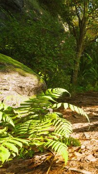 Ferns grow on the ground near a large rock surrounded by trees and bushes. Sunlight filters through the branches above. The scene shows a natural environment in a forest.
