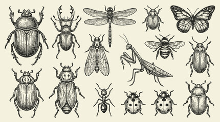 Collection of artistic hand drawn beetle and insect illustrations featuring various bugs and creepy crawlies in a modern vintage vector style isolated on white background for nature design © Thai