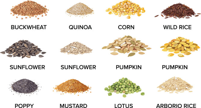  Edible grains and seeds vector illustration collection featuring piles of buckwheat quinoa corn wild rice sunflower pumpkin poppy mustard and lotus