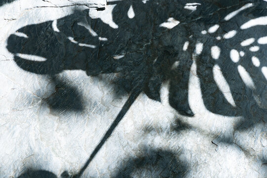leave of tree shadow on gray cement floor	