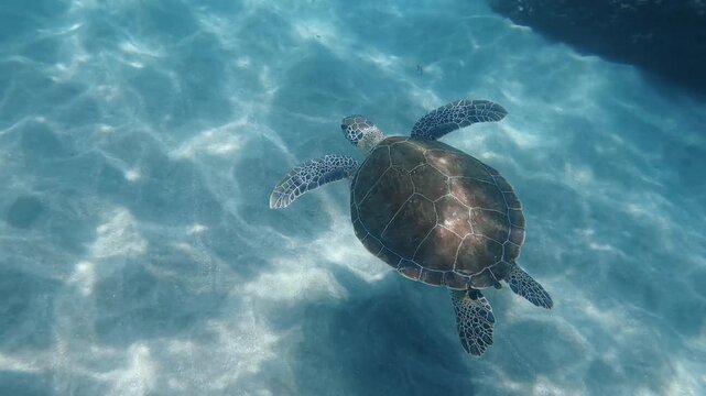 Sea Turtle Swimming Over Sandy Seafloor in Clear Caribbean Water