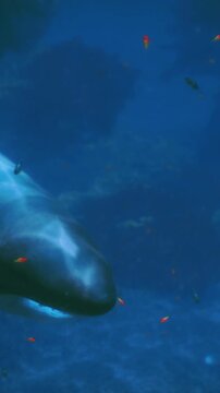 A shark swims gracefully under the water. Bright colors of coral reefs can be seen in the background. It is an underwater scene full of life and movement.