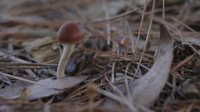 psilocybe subaeruginosa Magic Mushroom being picked