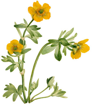Primrose