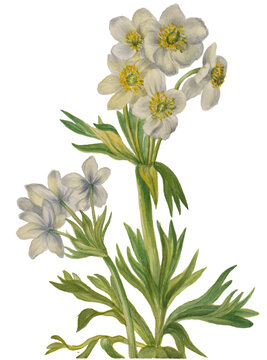 White clustered flowers