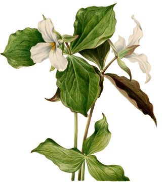 Western Trillium