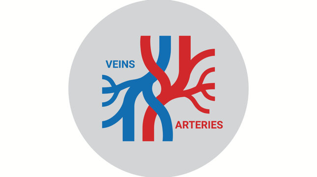 Veins And Arteries Flat Icon