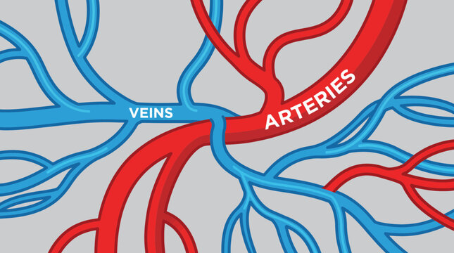 Veins And Arteries Vector Illustration