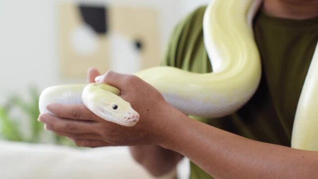 Albino Python Snake Being Held by Animal Keeper