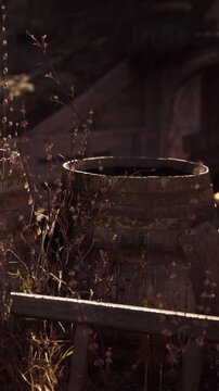Two wooden barrels sit under sunlight at an outdoor location. Dry plants grow around the barrels. The setting shows a rustic and natural atmosphere.