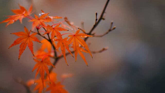 Bright orange maple leaves with water droplets adorn slender branches against a soft, blurred background