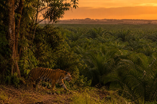 Sumatran Tiger Standing Amid Newly Planted Palm Oil Seedlings